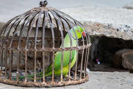 Green Rose Ringed parakeet bird held captive illegally in metal cage - see description below