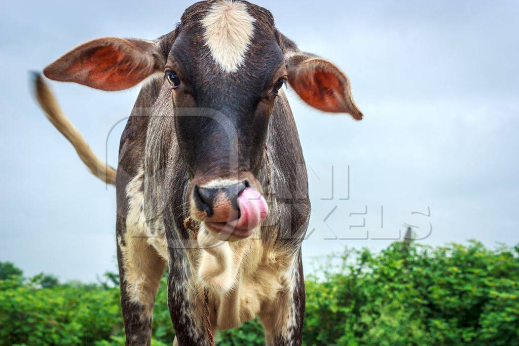 Dairy cow tied up in a field next to an urban dairy in Maharashtra