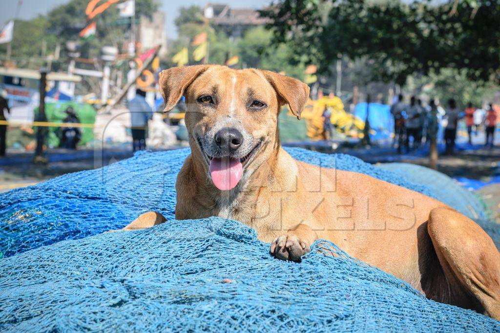 Stray street dog lying on blue fishing net at harbour