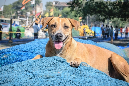 Stray street dog lying on blue fishing net at harbour