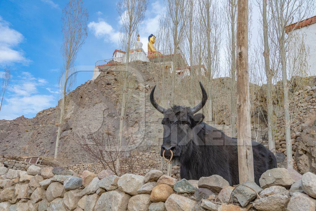 Large bull with nose ring probably a Yak and cow hybrid animal called a Dzo (male) on a farm in the mountains of Ladakh, in the Himalayas, India