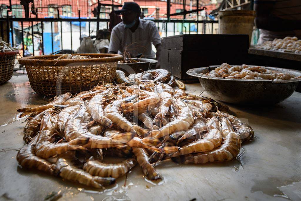 Dead prawns or shrimp at the fish market inside New Market, Kolkata, India, 2022