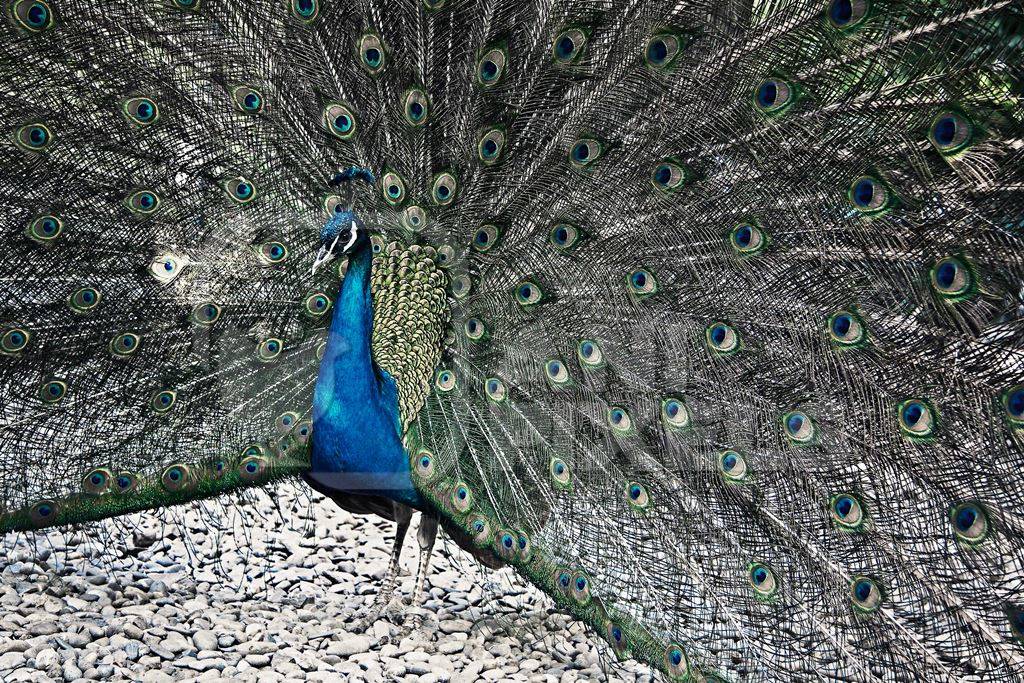 Beautiful peacock bird fanning his tail