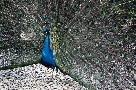 Beautiful peacock bird fanning his tail