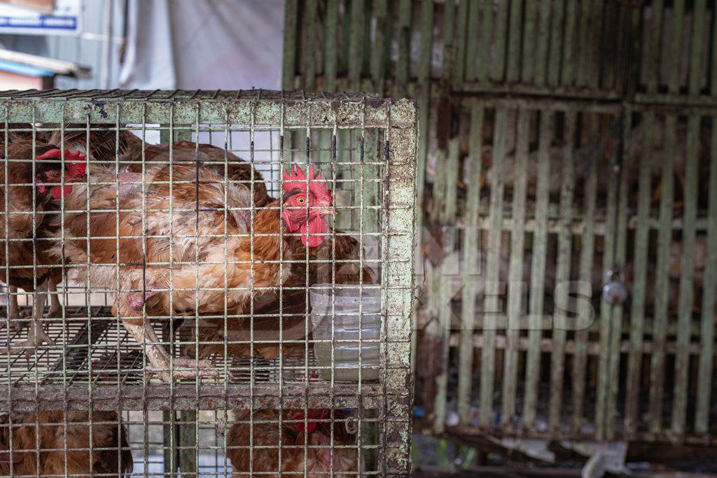 Chickens crammed in small dirty cages outside a chicken poultry meat shop in Pune, Maharashtra, India, 2021