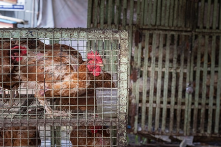Chickens crammed in small dirty cages outside a chicken poultry meat shop in Pune, Maharashtra, India, 2021