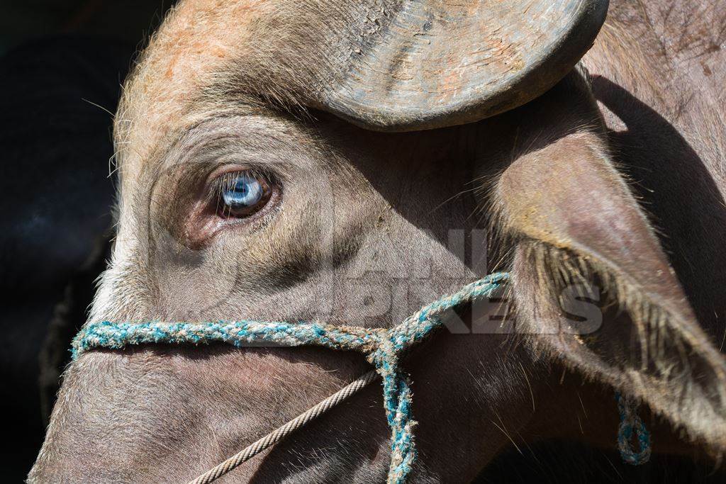 Close up of eye of farmed buffalo tied up on urban buffalo dairy farm in Maharashtra, India, 2017