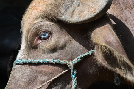Close up of eye of farmed buffalo tied up on urban buffalo dairy farm in Maharashtra, India, 2017