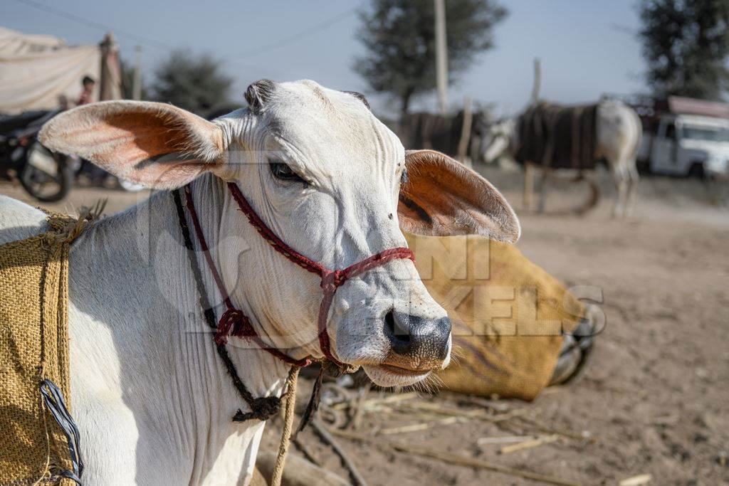 White Indian cows or bullocks at Nagaur Cattle Fair, Nagaur, Rajasthan, India, 2022