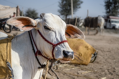 White Indian cows or bullocks at Nagaur Cattle Fair, Nagaur, Rajasthan, India, 2022