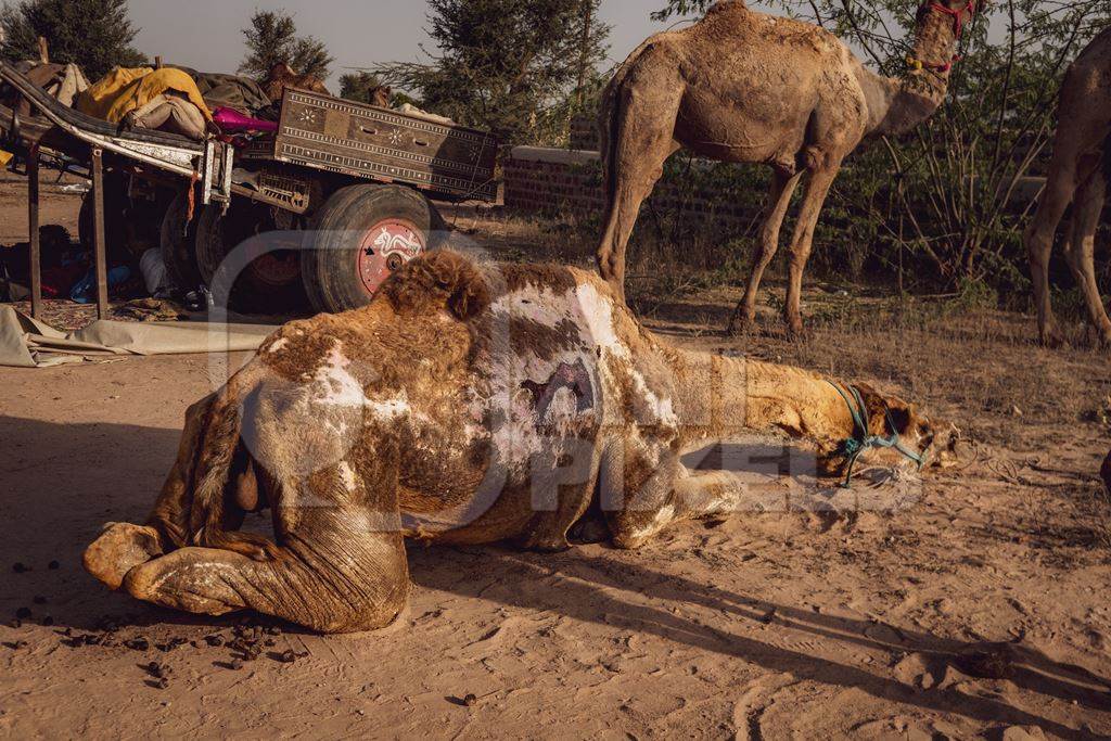 Sick or ill Indian camel with skin disease at Nagaur Cattle Fair, Nagaur, Rajasthan, India, 2022