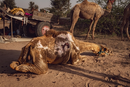 Sick or ill Indian camel with skin disease at Nagaur Cattle Fair, Nagaur, Rajasthan, India, 2022