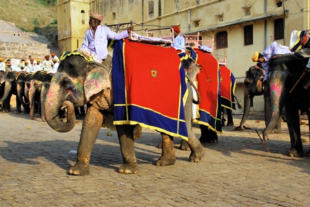 Painted and decorated elephants used for tourist rides at Amber Fort and Palace