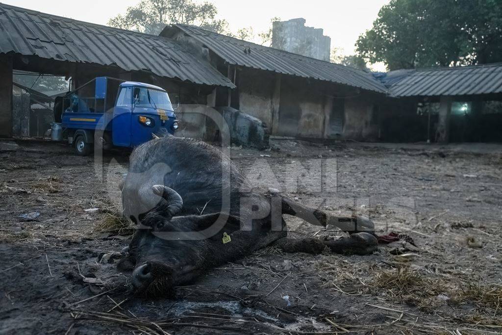 Dead farmed Indian buffalo on an urban dairy farm or tabela, Aarey milk colony, Mumbai, India, 2023