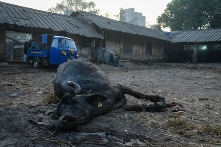Dead farmed Indian buffalo on an urban dairy farm or tabela, Aarey milk colony, Mumbai, India, 2023
