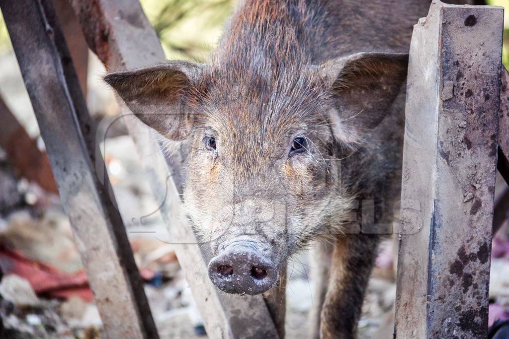 Feral brown pig or boar in slum area in the city