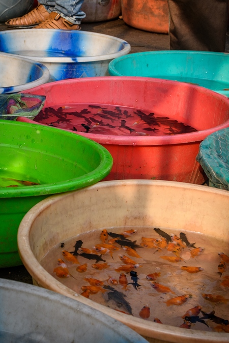 Aquarium fish on sale at in large bowls at Galiff Street pet market, Kolkata, India, 2022