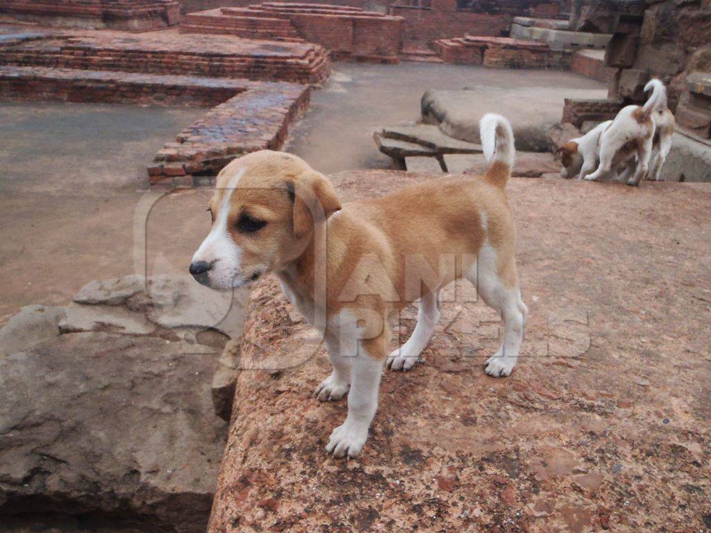 Small brown street puppies playing in ruins of building