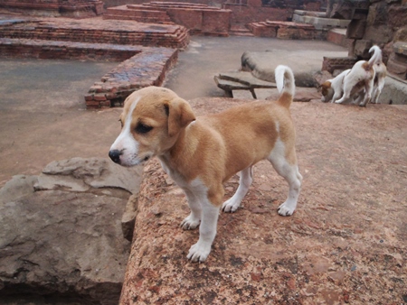 Small brown street puppies playing in ruins of building