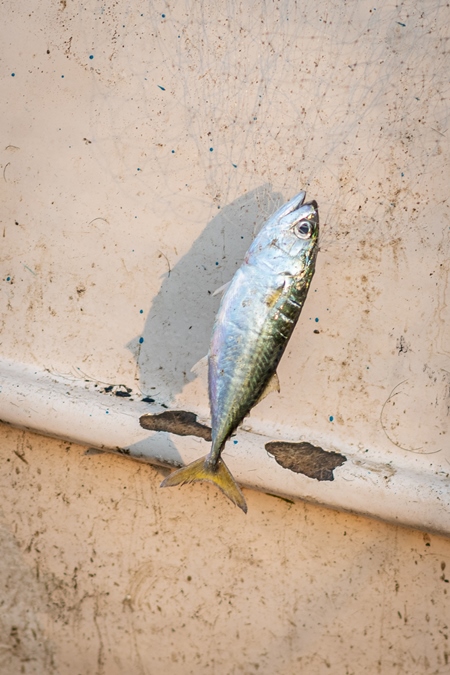 Indian fish caught in fishing net on beach in Goa, India, 2022