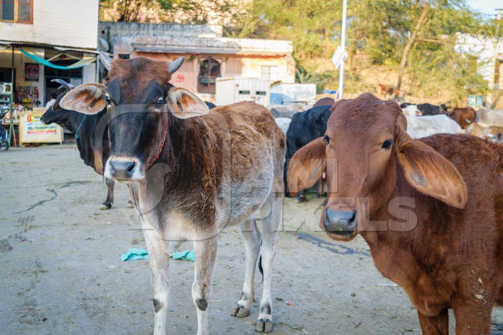 Herd of cows in street in the city of Jaipur