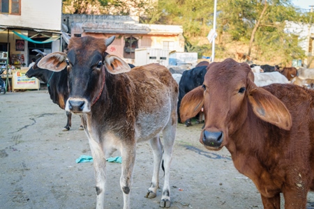 Herd of cows in street in the city of Jaipur