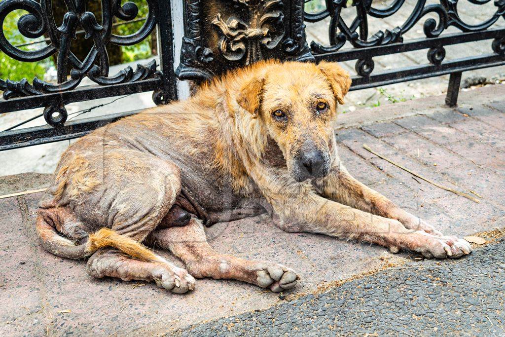 Old Indian street dog or Indian stray pariah dog with skin infection or mange, on the street in town of Mussoorie, India, 2016