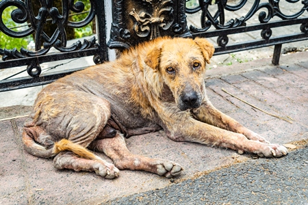 Old Indian street dog or Indian stray pariah dog with skin infection or mange, on the street in town of Mussoorie, India, 2016