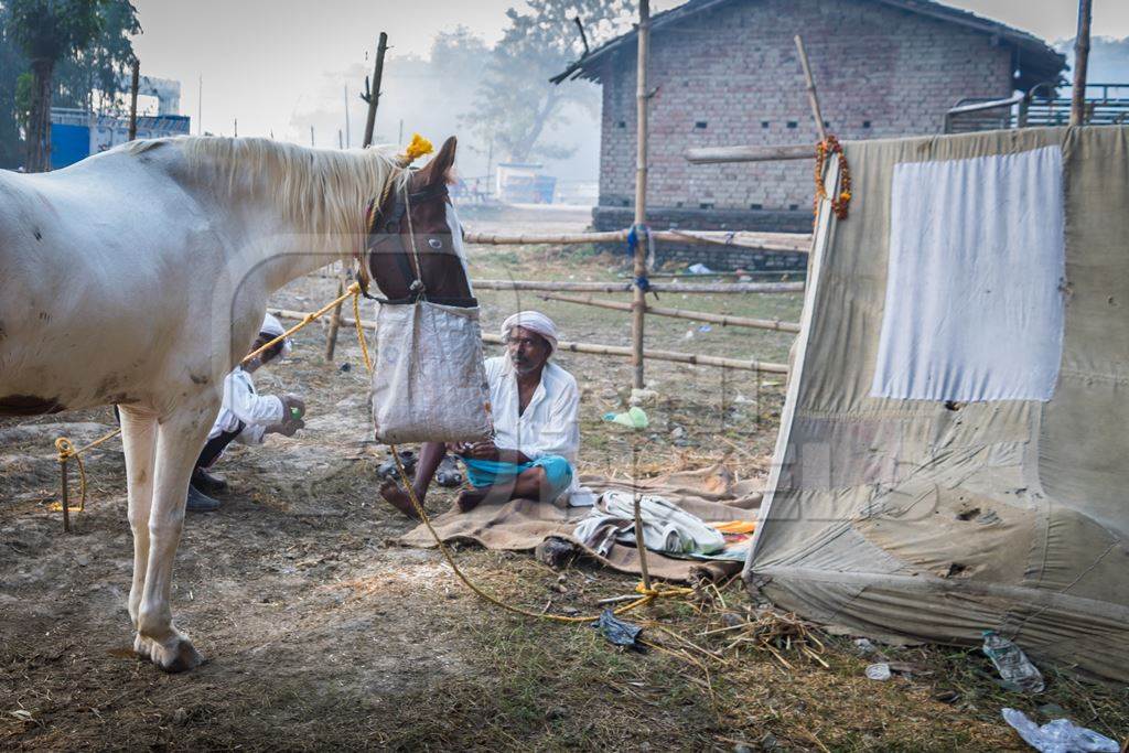 Men with horses and tent in a field in the early morning at Sonepur cattle fair, Bihar