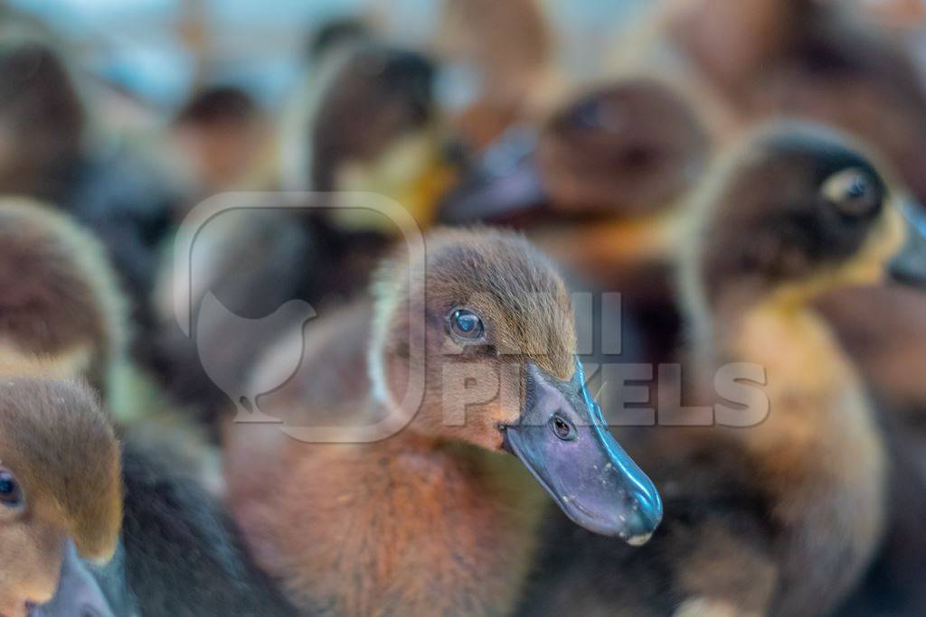 Ducks and ducklings on sale in baskets at a live animal market in the city of Imphal in Manipur in the Northeast of India