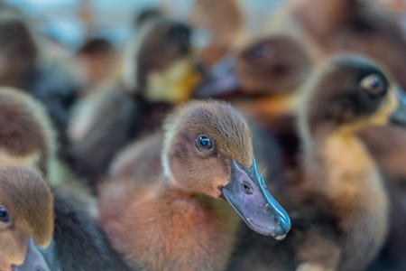 Ducks and ducklings on sale in baskets at a live animal market in the city of Imphal in Manipur in the Northeast of India