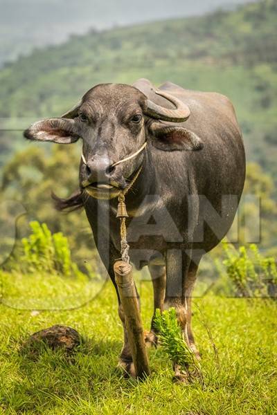 Heard of farmed buffaloes in a field in the countryside