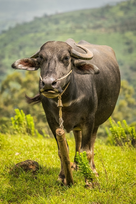 Heard of farmed buffaloes in a field in the countryside