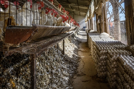 Huge manure pits underneath Indian chickens or layer hens in battery cages on an egg farm on the outskirts of Ajmer, Rajasthan, India, 2022