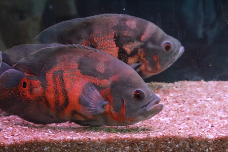 Fishes kepts as pets in captivity in tank or aquarium