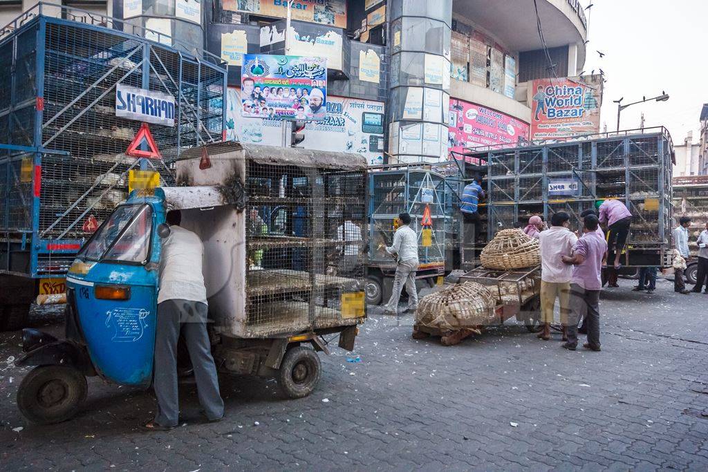 Broiler chickens raised for meat being unloaded from transport trucks near Crawford meat market in Mumbai