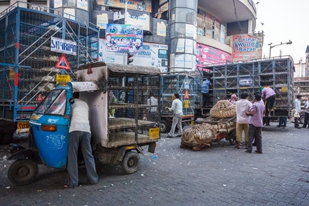 Broiler chickens raised for meat being unloaded from transport trucks near Crawford meat market in Mumbai