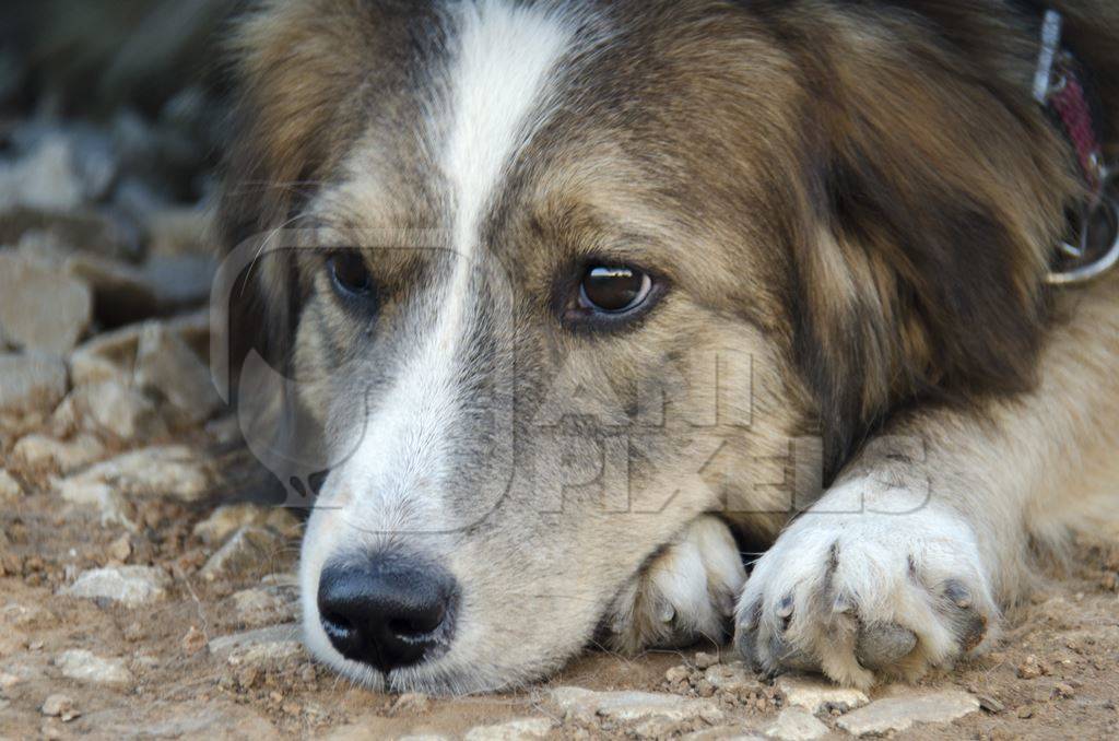 Close up of fluffy street dog face