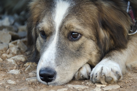 Close up of fluffy street dog face