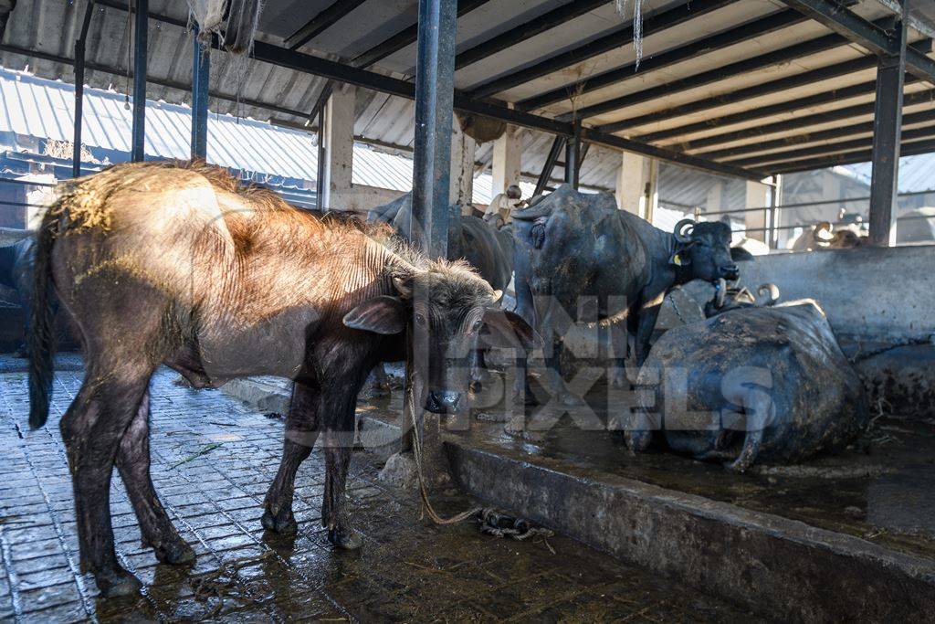 Farmed Indian buffalo calf tied up inside a large concrete shed on an urban dairy farm or tabela, Aarey milk colony, Mumbai, India, 2023