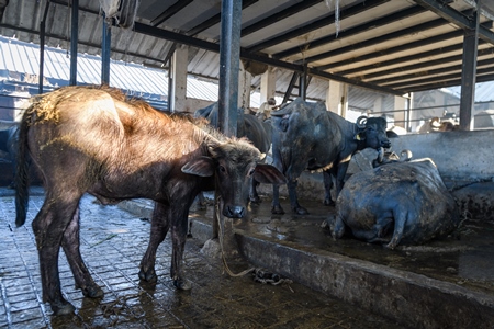 Farmed Indian buffalo calf tied up inside a large concrete shed on an urban dairy farm or tabela, Aarey milk colony, Mumbai, India, 2023