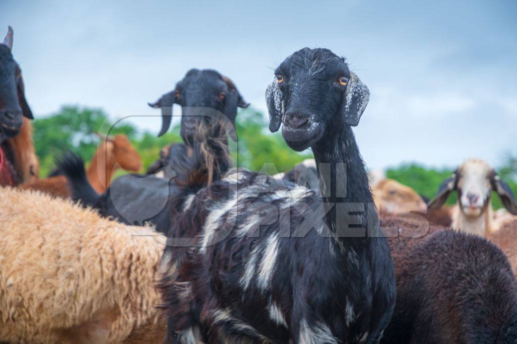 Faces of Indian goats and sheep in a herd in field in Maharashtra in India