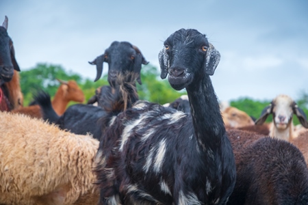 Faces of Indian goats and sheep in a herd in field in Maharashtra in India