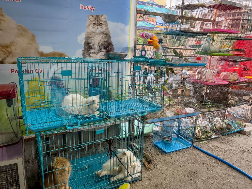 Animals including cats, birds and rabbits on sale as pets in cages at a pet shop in Pune, Maharashtra, India, 2021