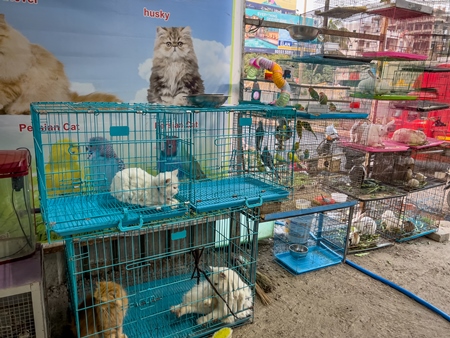 Animals including cats, birds and rabbits on sale as pets in cages at a pet shop in Pune, Maharashtra, India, 2021