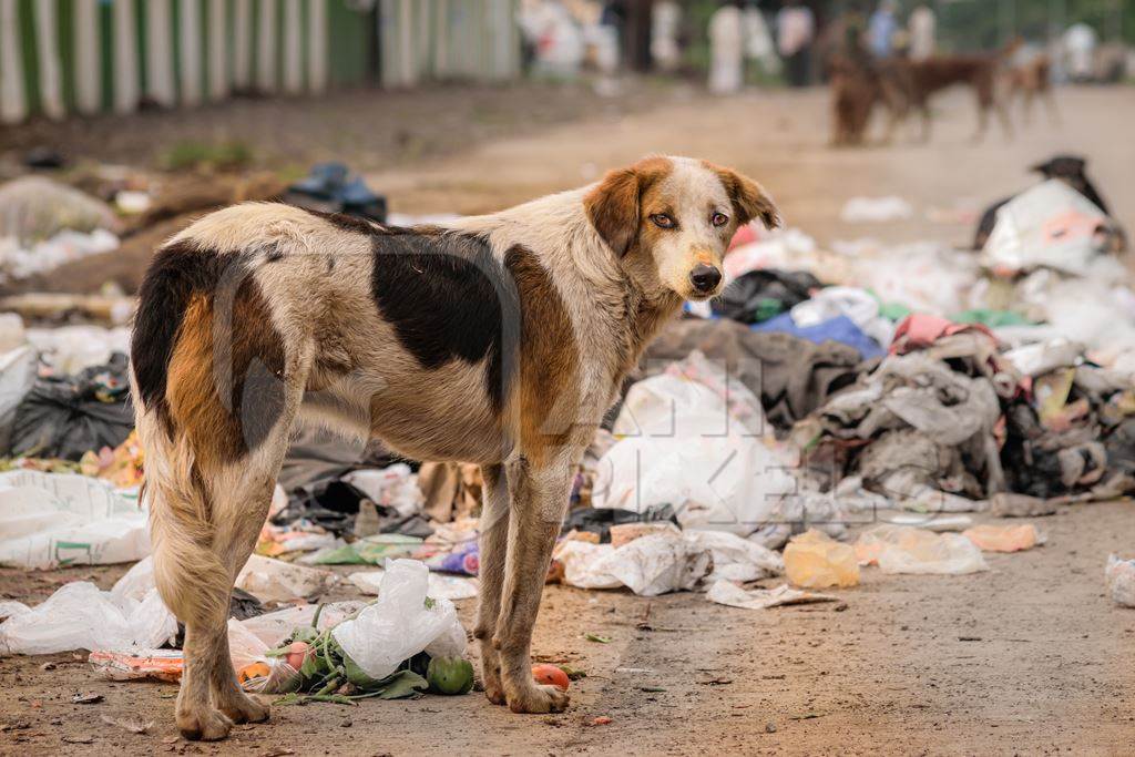 Stray street dog on road eating from garbage or rubbish