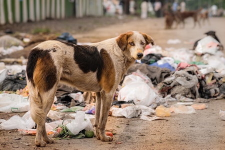 Stray street dog on road eating from garbage or rubbish