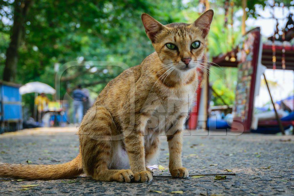 Street cat at Kochi fishing harbour in Kerala