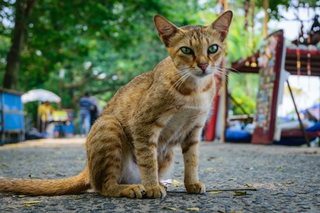 Street cat at Kochi fishing harbour in Kerala