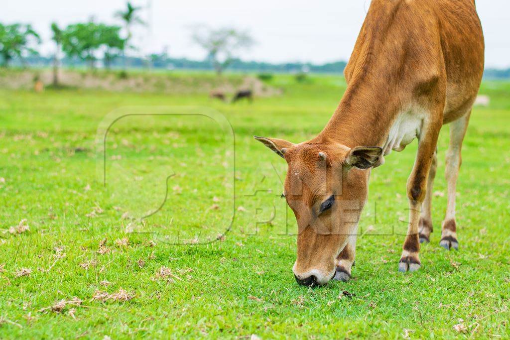 Photo or image of Indian cow in green field on dairy farm in Assam, India